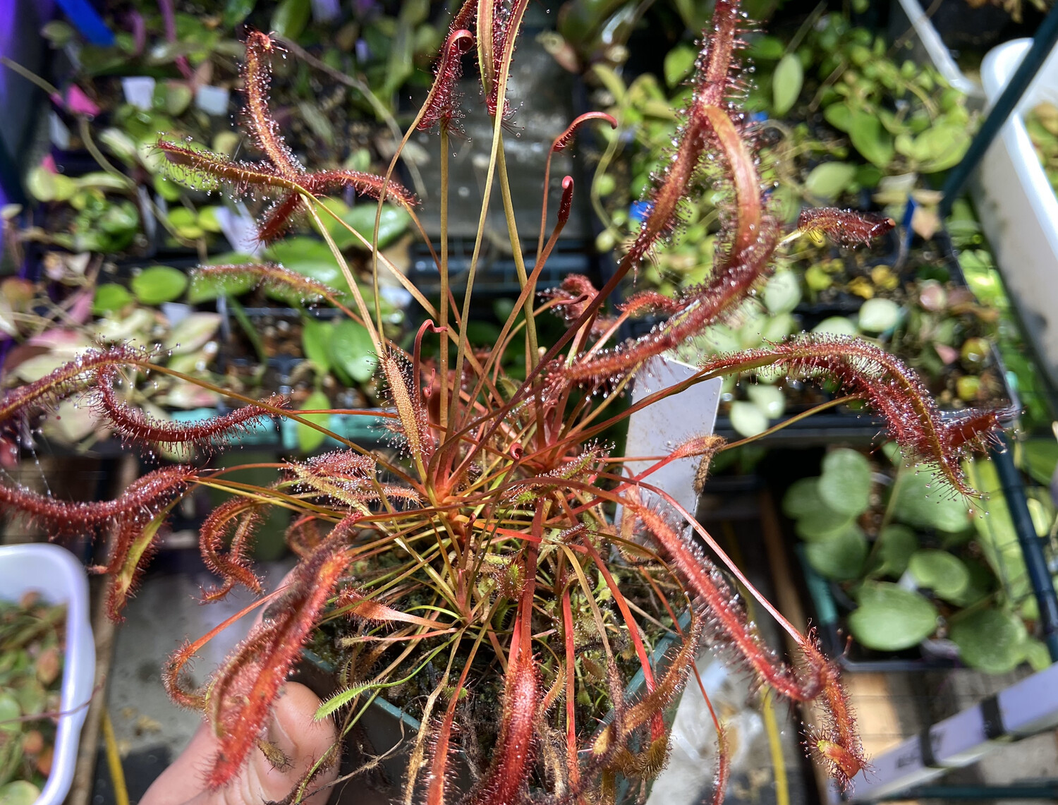 Drosera capensis &quot;RedLeaf&quot; Cape Sundew