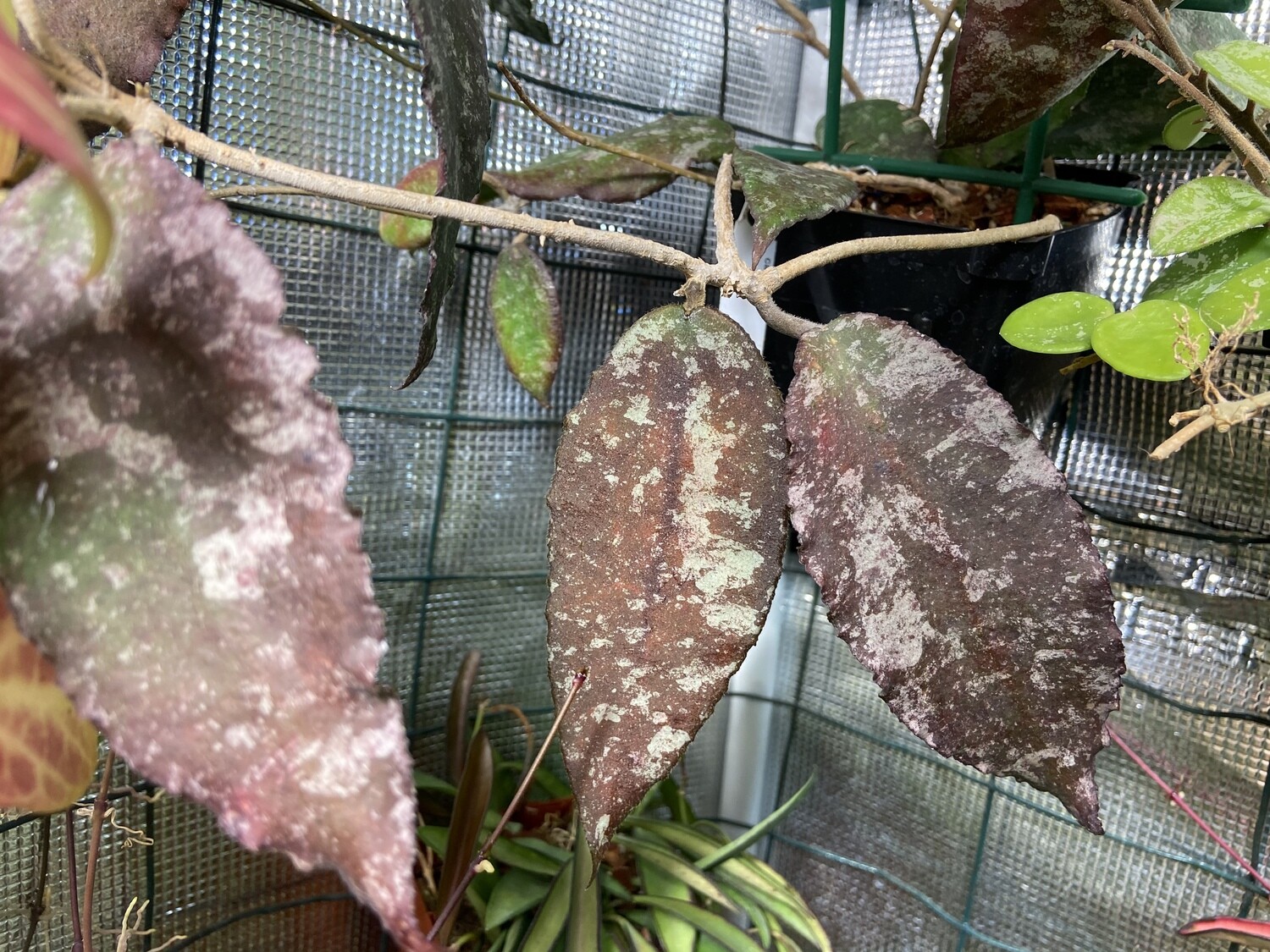 Hoya For sale Canada Hoya Caudata