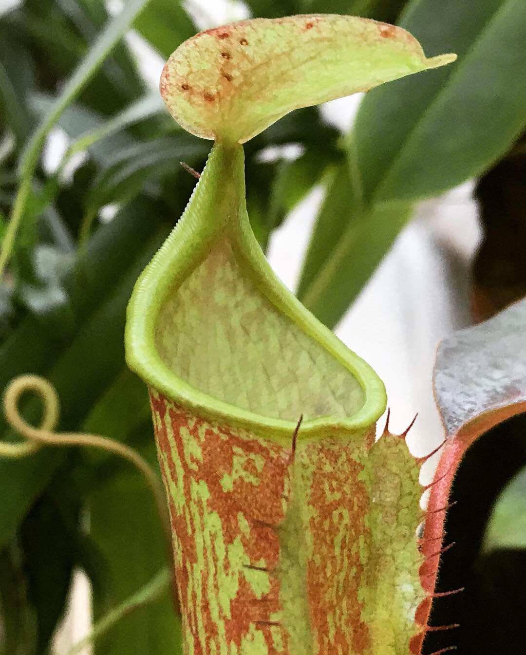 Nepenthes oblancolata Carnivorous Plants for sale Canada