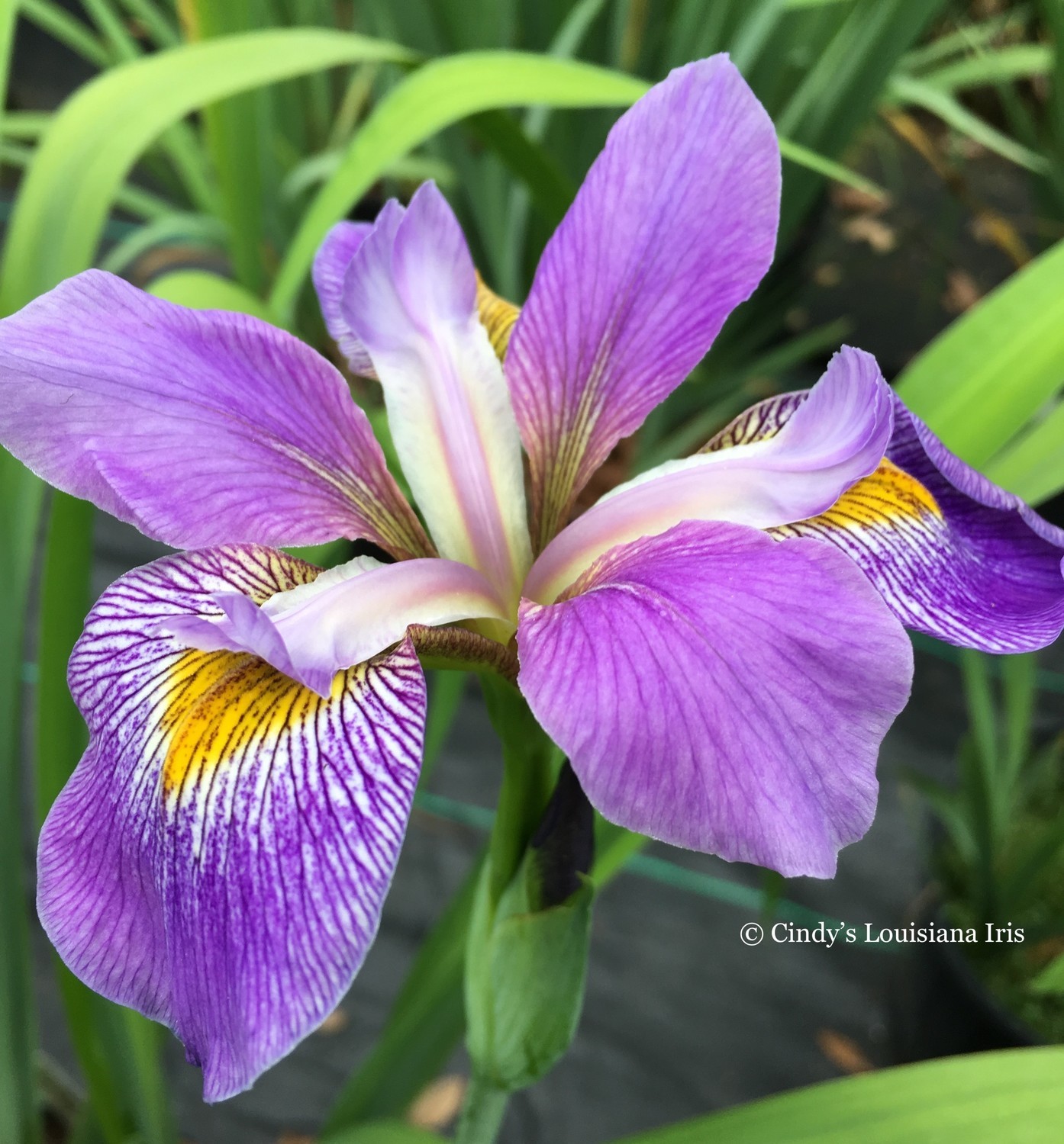 I VIRGINICA Species Iris