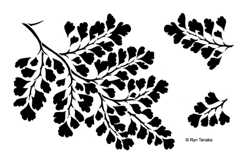 Maidenhair Fern - Stencil