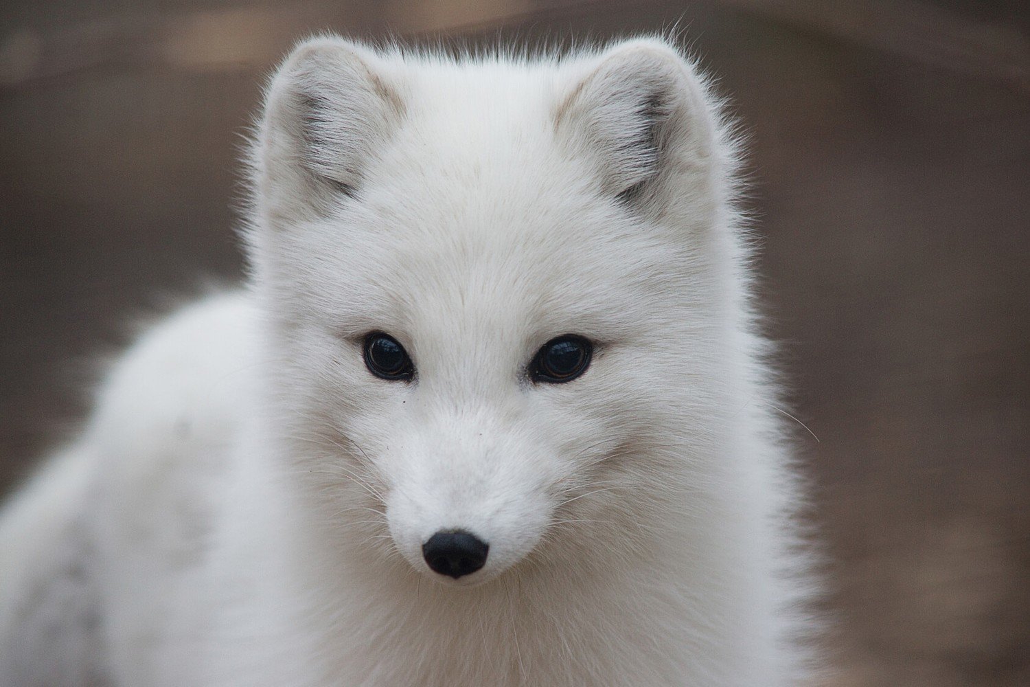 Adopt An Arctic Fox