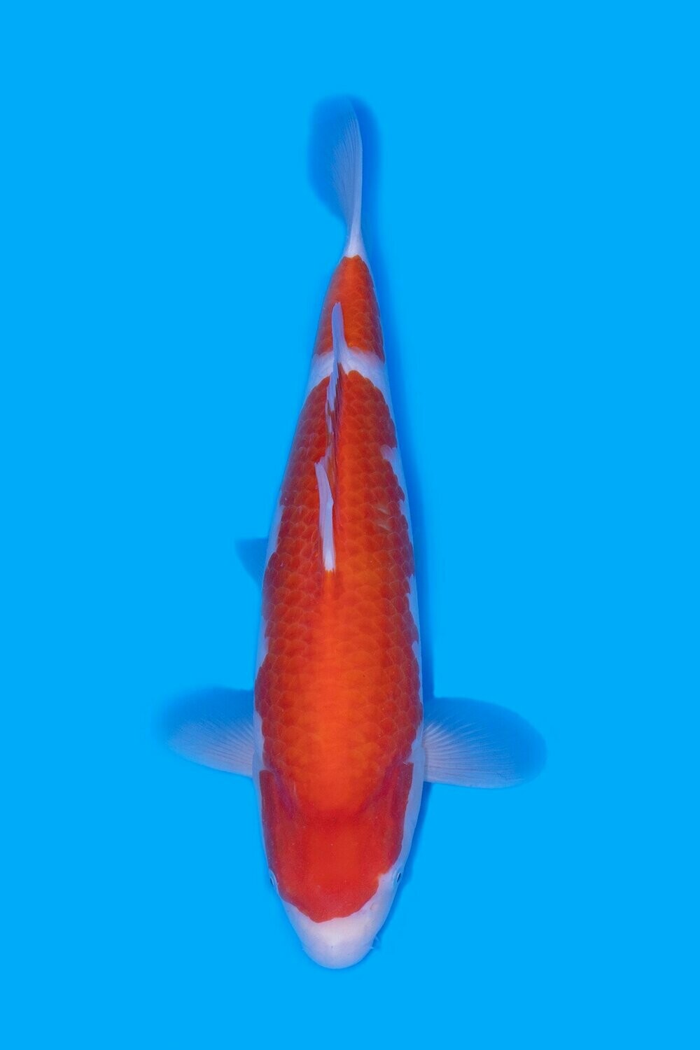 Carpe Koi Kohaku 1er prix Koi show français 2019