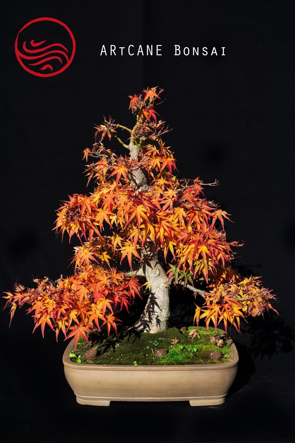  Bonsai  Acer  Palmatum Seigen Taille 68cm