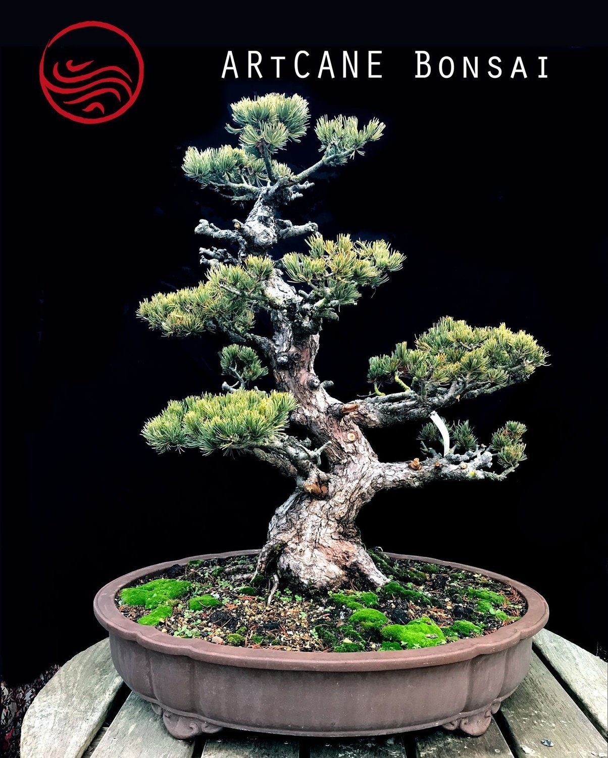  Bonsai  Pinus Pentaphylla Taille  100 cm