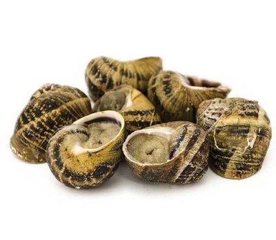 5,00 Kg Lumache Helix Aspersa Muller 5,00 Kg Lumache Helix Aspersa Muller