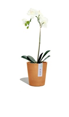 ECOPOTS Morinda orchid pot terracotta ECOPOTS Morinda orchid pot terracotta