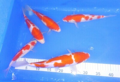 Breeder - Torazo. Kohaku .20 - 30cm. £95 each Breeder - Torazo. Kohaku .20 - 30cm. £95 each