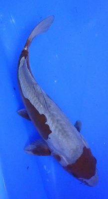 Breeder - Yoshikigoi. Diotsu Ochiba. 35 - 36cm Breeder - Yoshikigoi. Diotsu Ochiba. 35 - 36cm