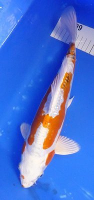 Breeder - Yoshikigoi. Kikusui. 35 -36cm Breeder - Yoshikigoi. Kikusui. 35 -36cm