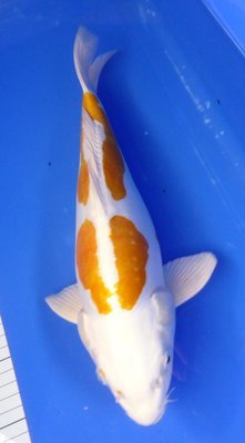 Breeder - Yoshikigoi. Doitsu Harewake. 35 - 37cm . Breeder - Yoshikigoi. Doitsu Harewake. 35 - 37cm .