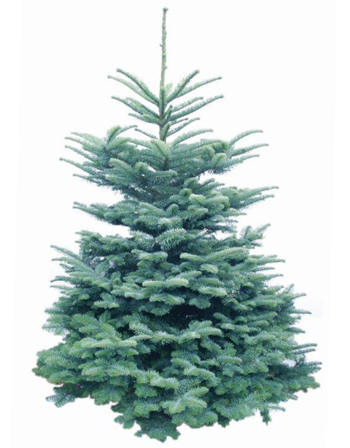 Noble Fir NBLFR