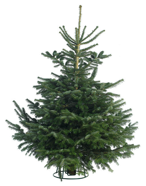 Nordmann Fir NRDMNFR