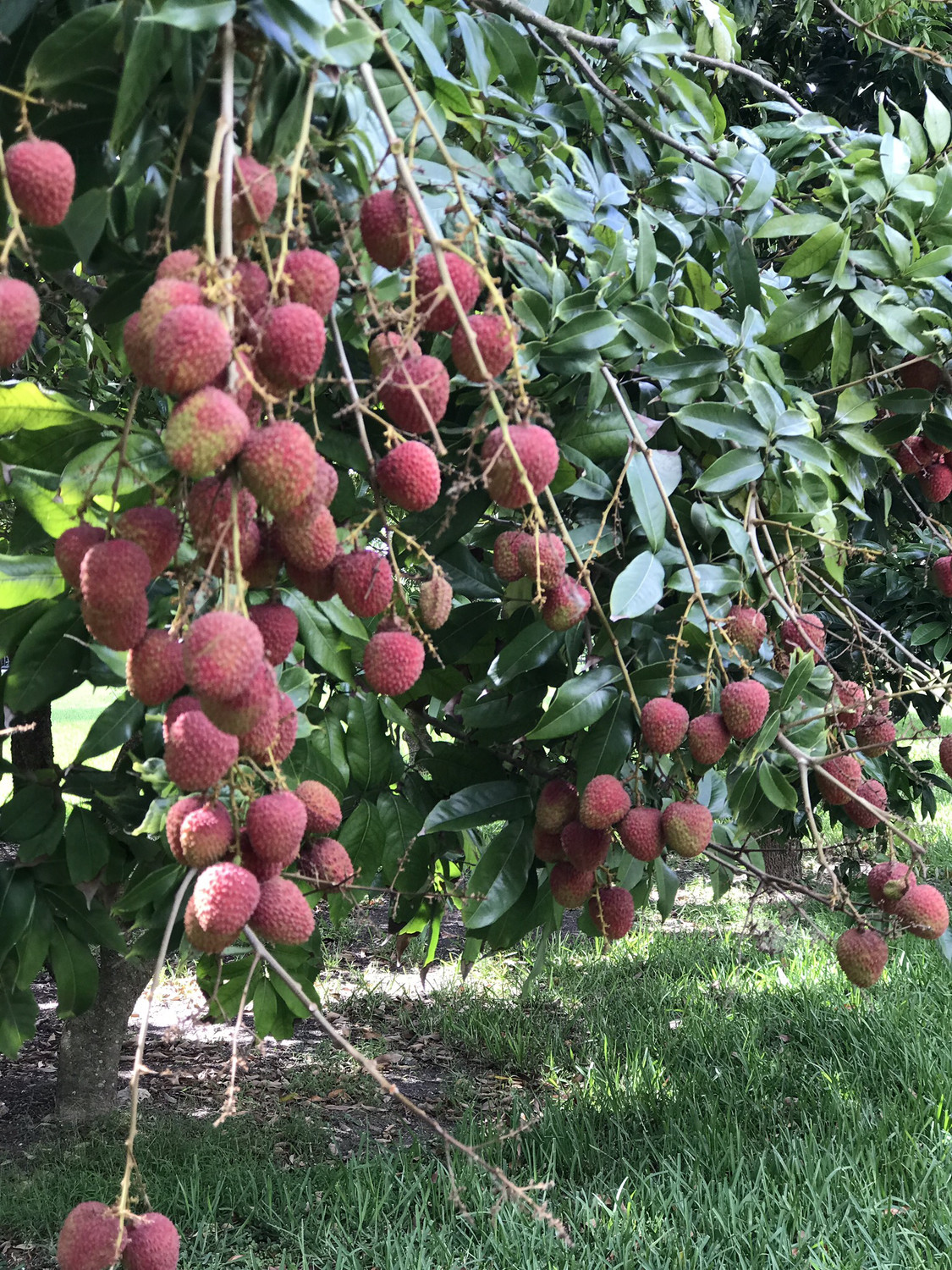 Lychee. 2 Lbs (6.99 Per 1LB). Fresh Picked Summer Florida