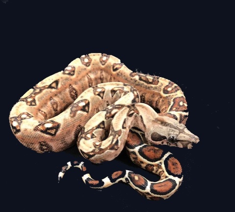 66% Double Het-Leopard Blood Boa Constrictor 1866DoublehetLeoBlood-F4