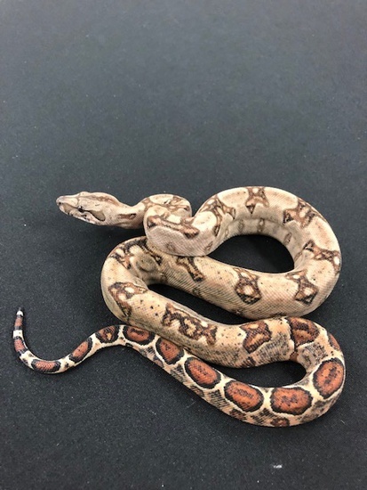 66% Double Het-Leopard Blood Boa Constrictor 1866DoubHetLeoBlood-M