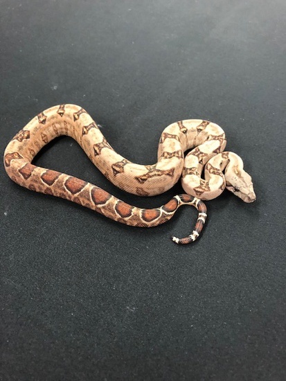 66% Double Het-Leopard Blood Boa Constrictor 1866HetLeoBlood-F2