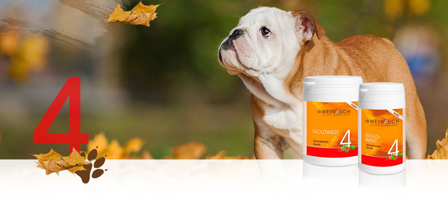 Dr.Weyrauch Goldwert Nr. 4 Hund Dr.Weyrauch Goldwert Nr. 4 Hund