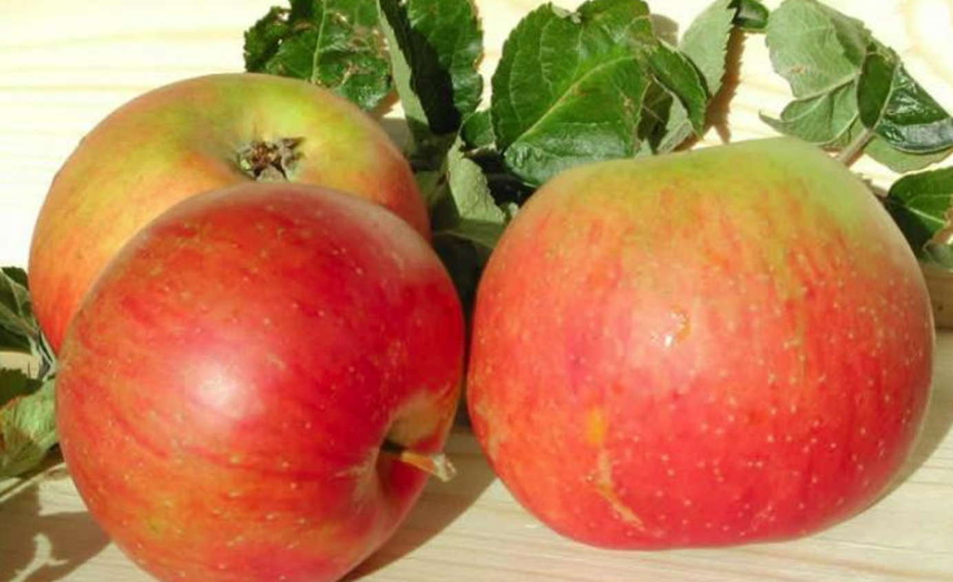 Blenheim Orange - potted large 7