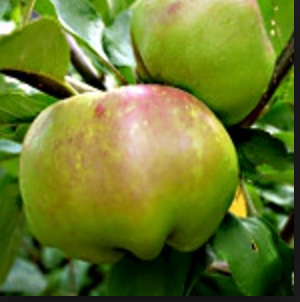 Five Crown - potted large 26