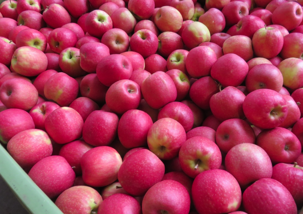 Pink Lady - bare rooted 62