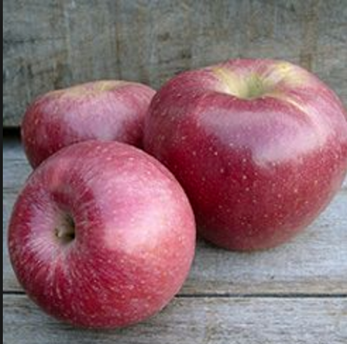 Staymans Winesap - potted large 75