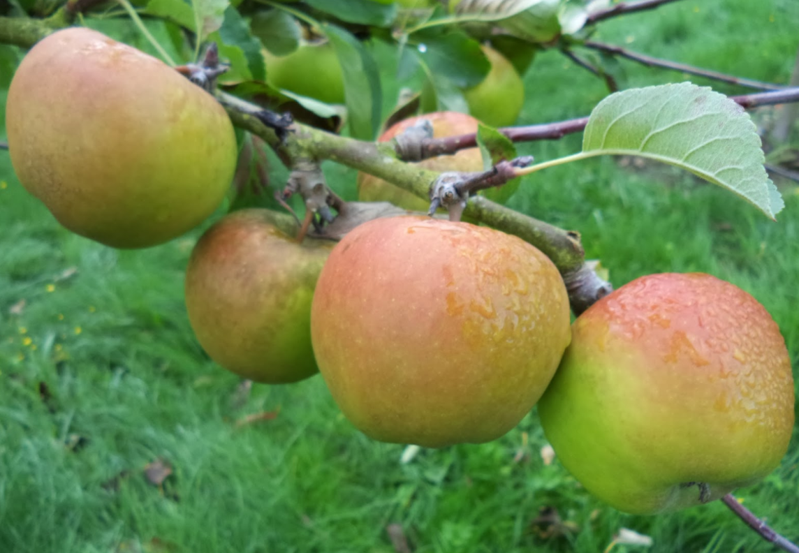 Sturmer Pippin - bare rooted 76