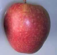 Adams Pearmain - bare rooted 00028