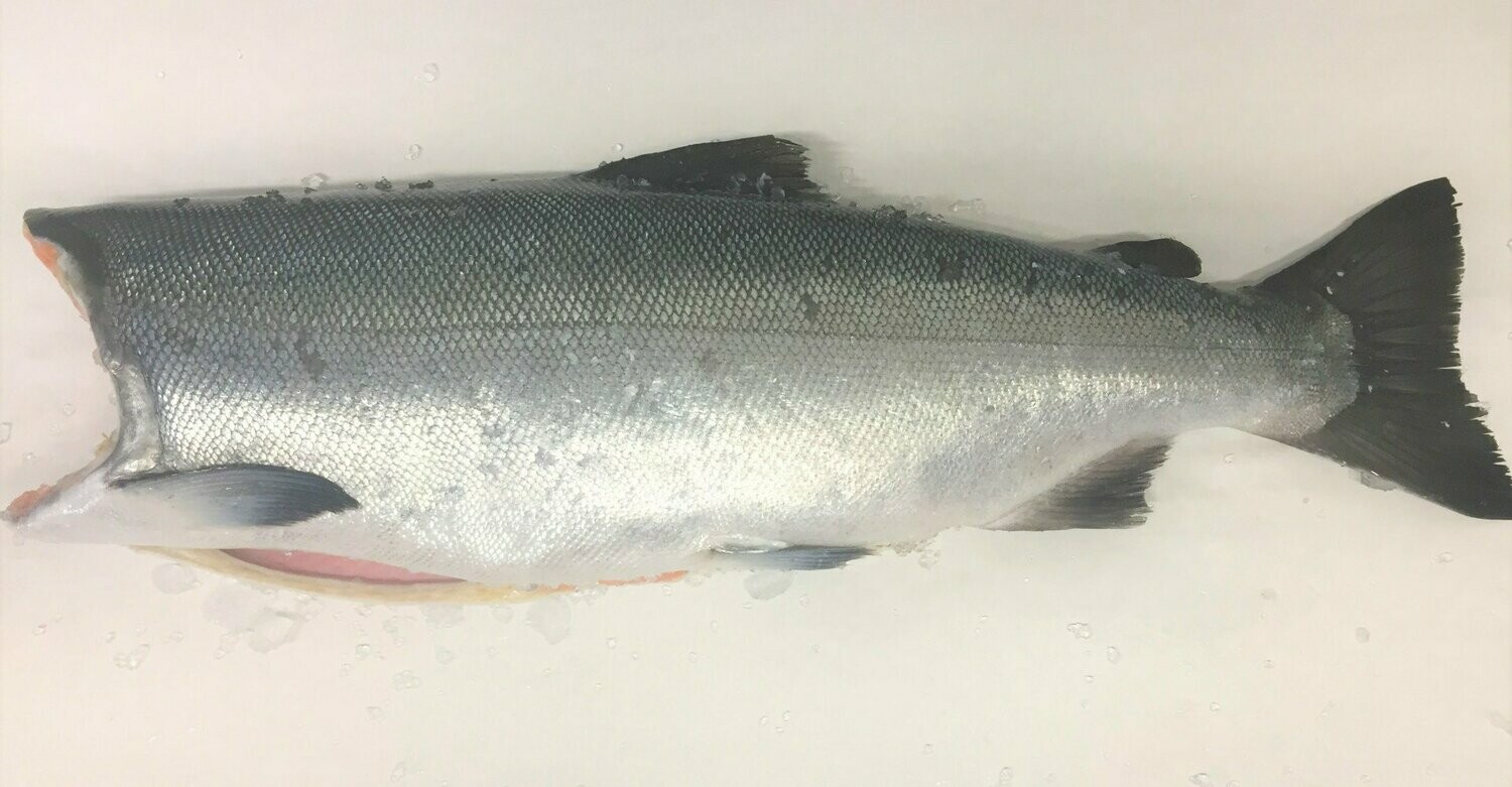 Frozen at Sea Coho Salmon