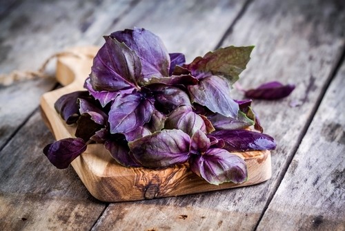 Italian red basil (50g) ريحان احمر ايطالي Italian red basil (50g) ريحان احمر ايطالي