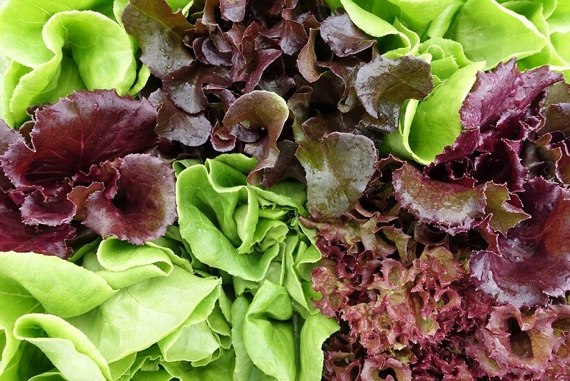 Lettuce Leaves (250g) اوراق خس مشكل Lettuce Leaves (250g) اوراق خس مشكل