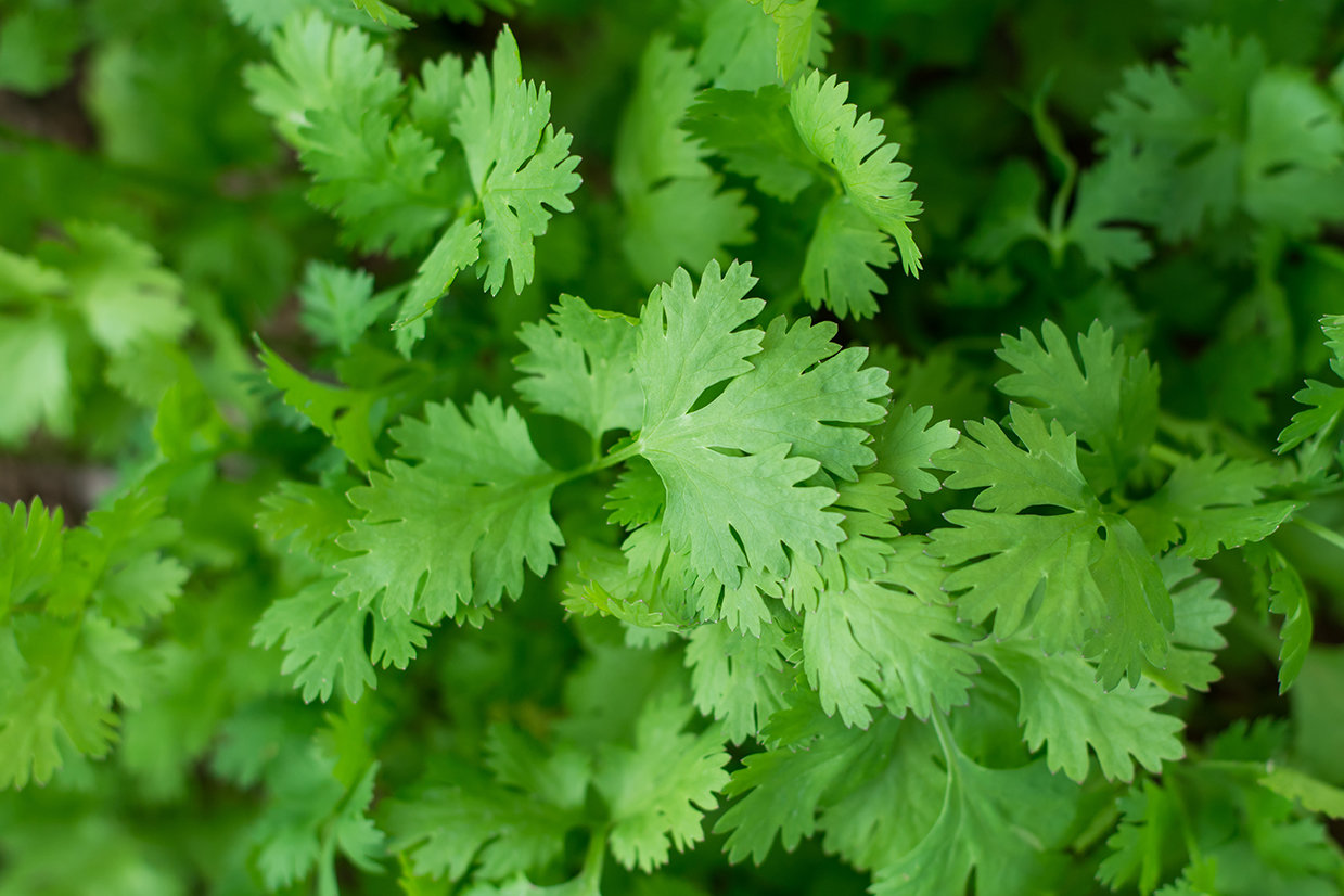 Coriander (per wrap) (كزبرة (ربطة Coriander (per wrap) (كزبرة (ربطة