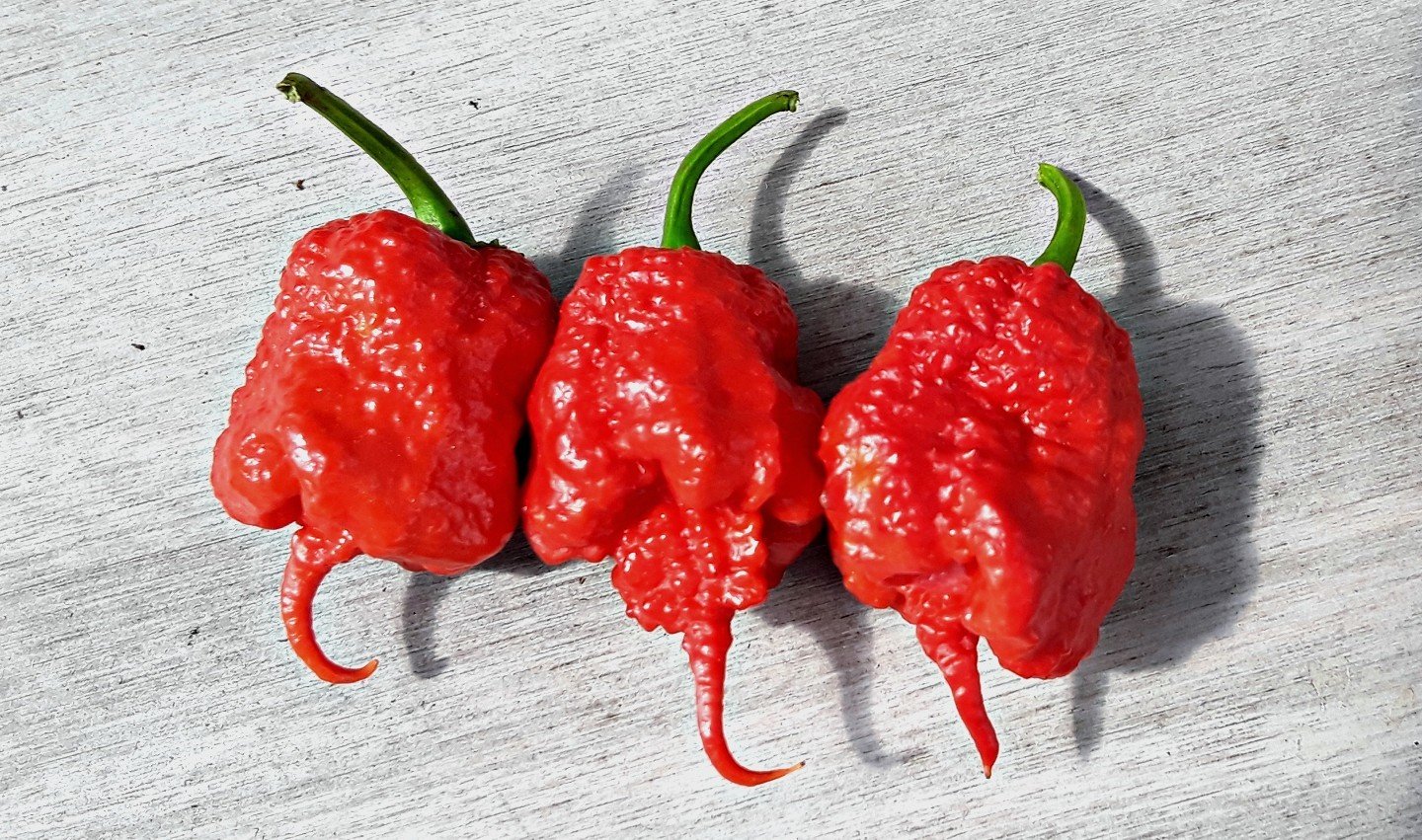 Fresh Carolina Reaper Peppers World's hottest pepper!