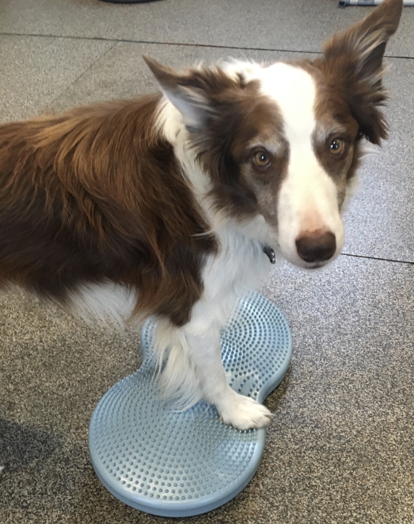 Seminar- Canine Cross Fit 00005