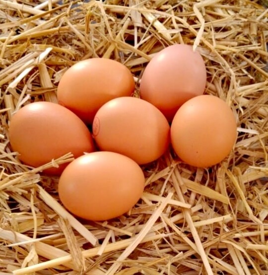 Oeufs bio x6 Oeufs bio x6
