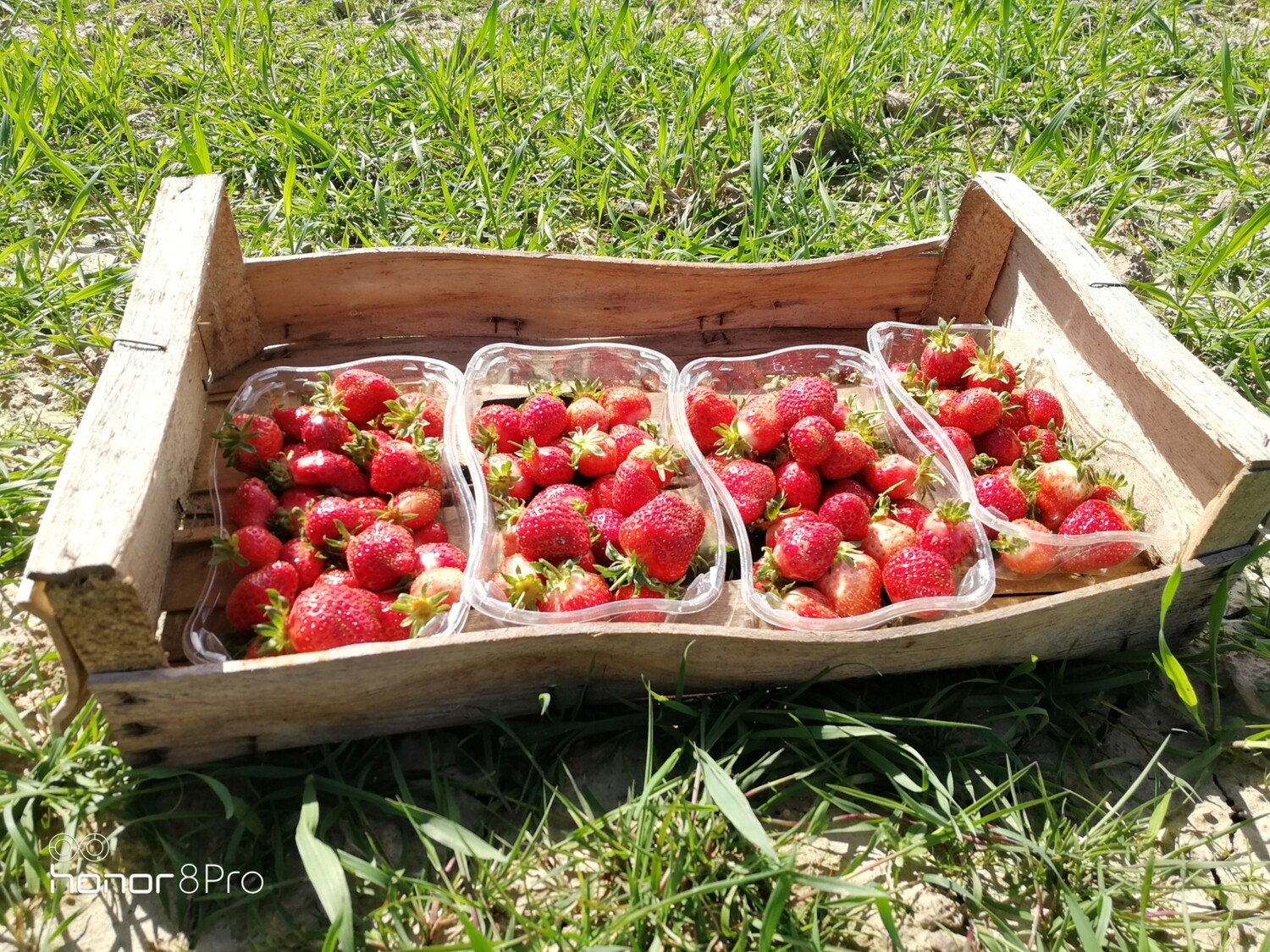 Fraises 250gr bio Fraises 250gr bio