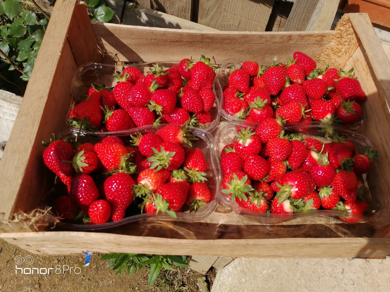 Fraises 500gr bio Fraises 500gr bio