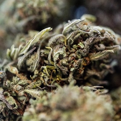 Sour Space Candy Hemp Flower(lb) Sour Space Candy Hemp Flower(lb)