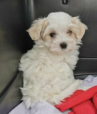 ALLEGRO, FEMALE, TINY TOY (+- 5 LBS) ALLEGRO, FEMALE, TINY TOY (+- 5 LBS)