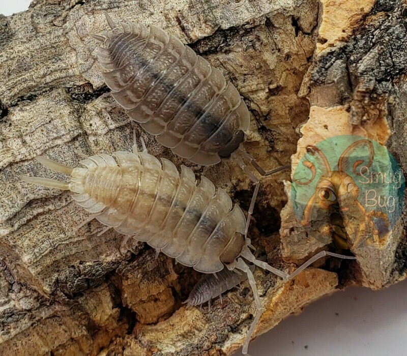 Giant Porcellio