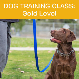 Item 04. Online Dog Obedience Training Class—Gold Level Item 04. Online Dog Obedience Training Class—Gold Level
