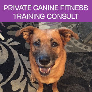 Item 08. Online Private Canine Fitness Training Consultation Item 08. Online Private Canine Fitness Training Consultation
