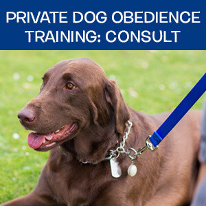Item 05. Online Private Dog Obedience Training: Consultation Item 05. Online Private Dog Obedience Training: Consultation