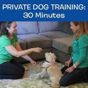 Item 06. Online Private Dog Obedience Training, 30 mins Item 06. Online Private Dog Obedience Training, 30 mins