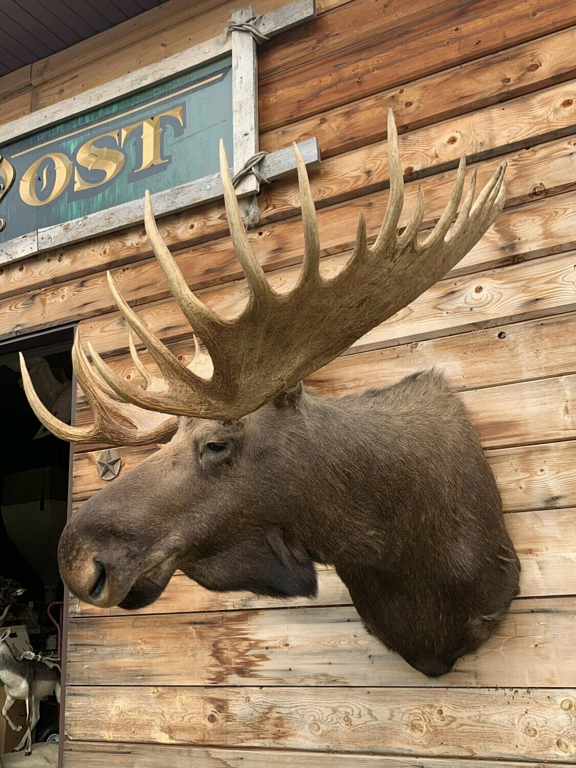 moose-3