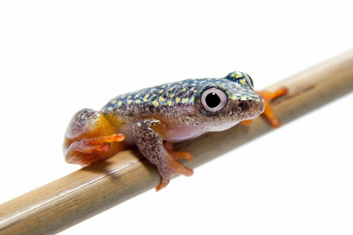 jellycat starry eyed frog