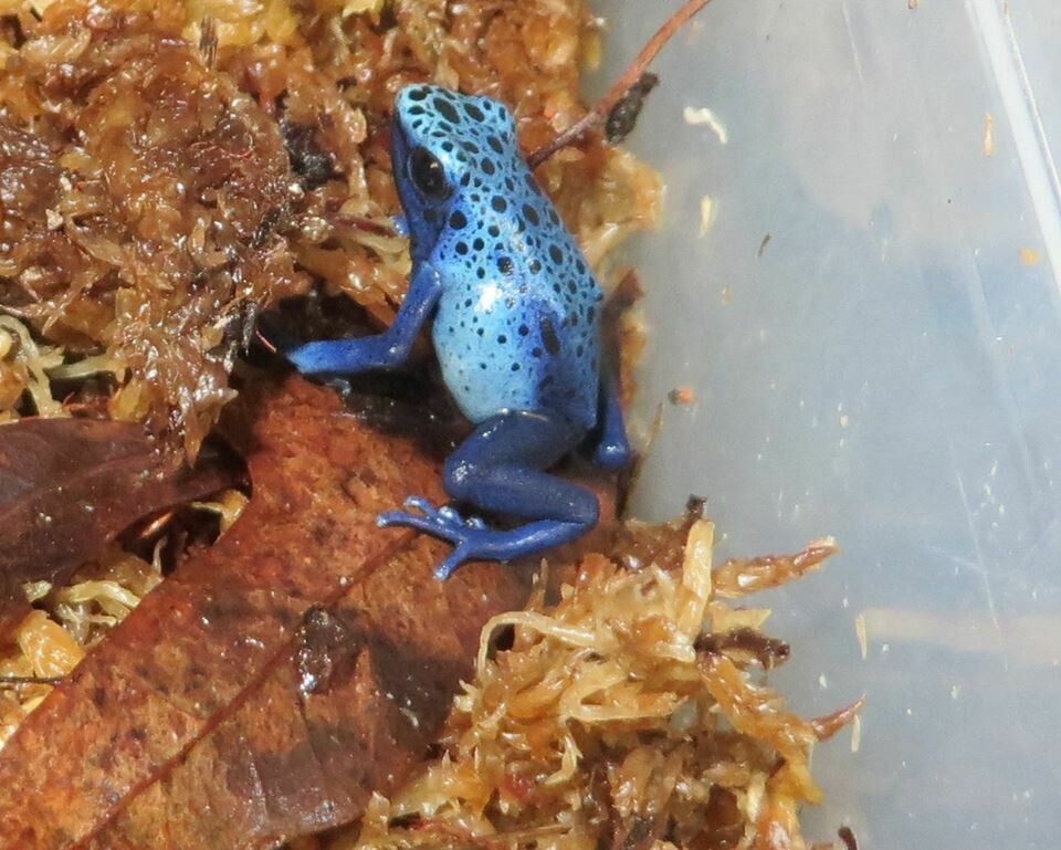 Dart Frog Starter kit