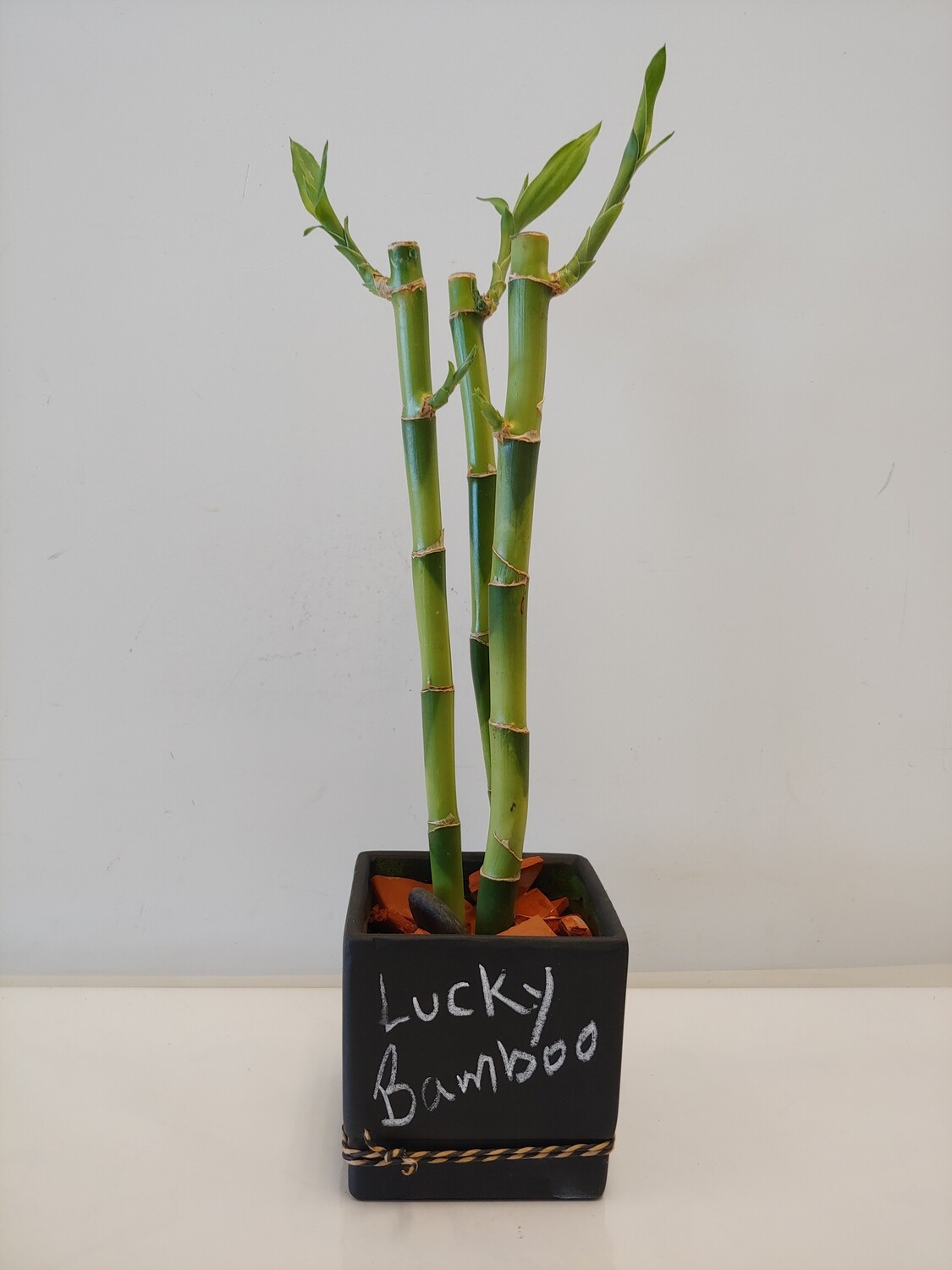  Lucky  Bamboo  3 tiges