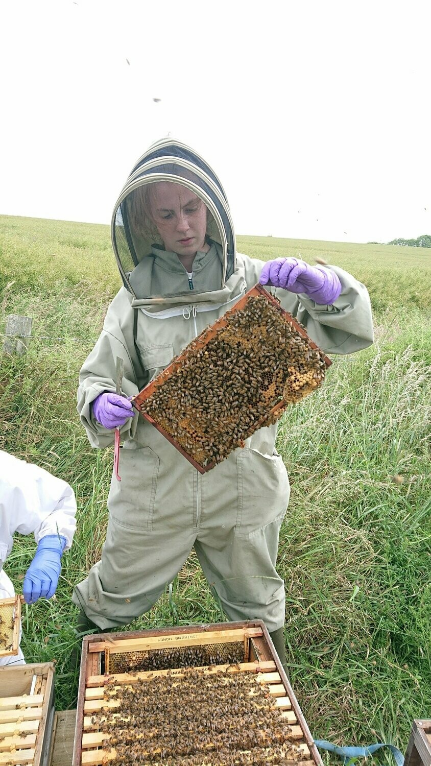 Beekeeping Experience