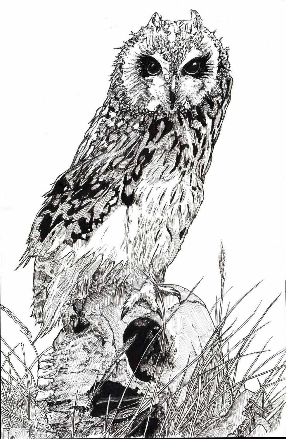 Owl Skull Drawing Print Owl Skull Drawing Print
